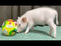 ミニブタにボールをあげたらこうなりました笑【7日目】