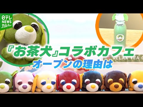 2002年デビュー『お茶犬』のコラボカフェ ファンは“癒やし”を