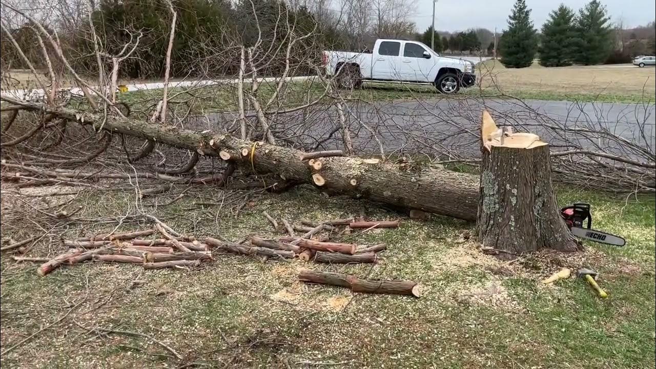 Cutting down a tree YouTube
