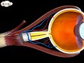 How our eye works – Structure and Function (3D animation) - in English