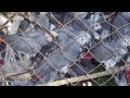 Interview with Boyd Matson on the Unethical Trade in Wild African Grey Parrots...