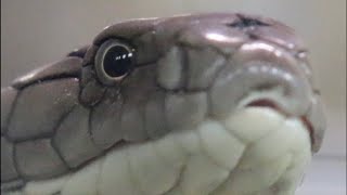 ヘビのお食事タイム(キングコブラ)