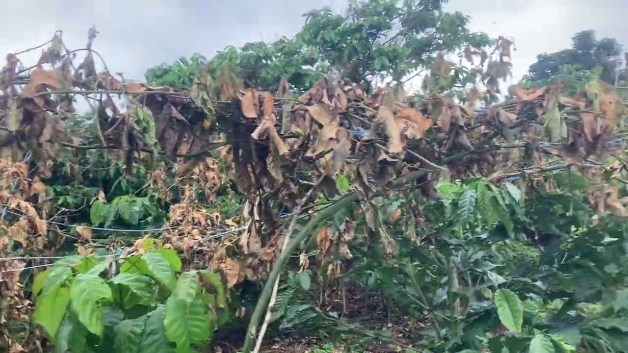 Chồng Cà phê với chanh dây thì cây gì được hưởng lợi hơn