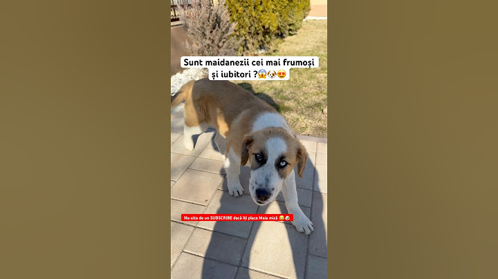 Salvat. Iubit. Fericit. 🐾 Subscribe