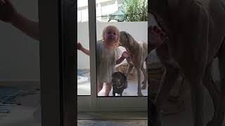 Toddler and Dogs Lick Same Glass Window Together - 1384664-1