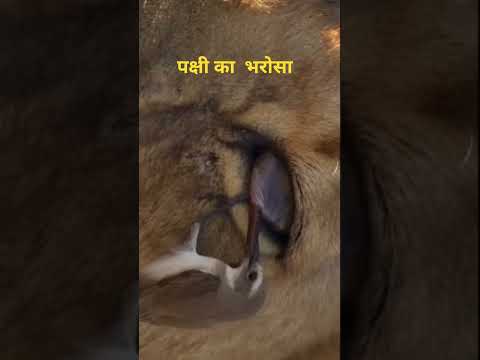 पक्षी का  भरोसा #ytshorts #motivation #experiements
