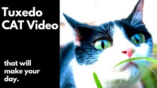 A tuxedo cat video that will make your day  Tuxedo Cats Compilation Epic Kitty Clips!