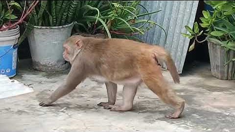 Jay shree Ram, #yoytubevideo #funnycomedy 🐵