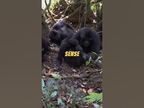 The Surprising Similarities Between Humans And Gorillas #shorts - YouTube