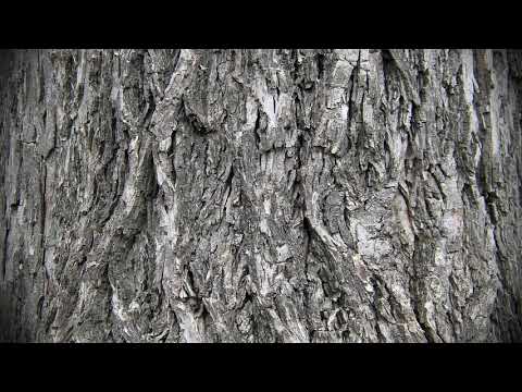 აშო ჩელა