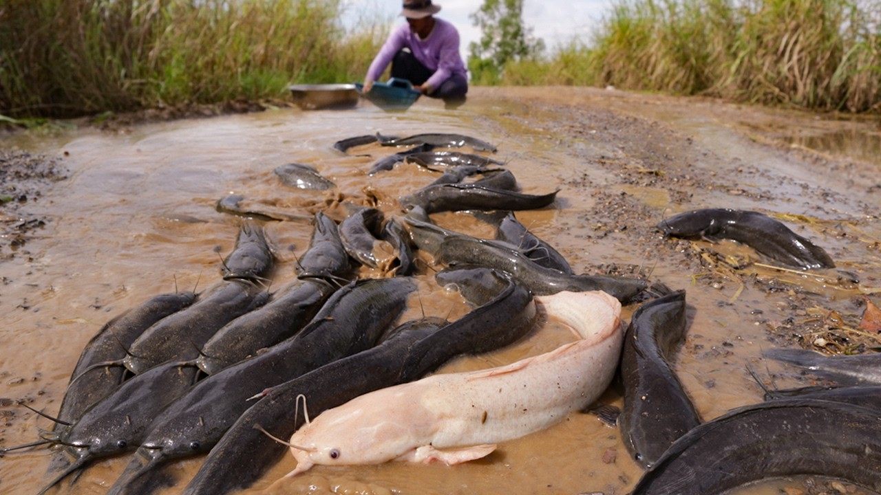 Hundreds of Catfish Flood the Road – Unbelievable Catch! - YouTube