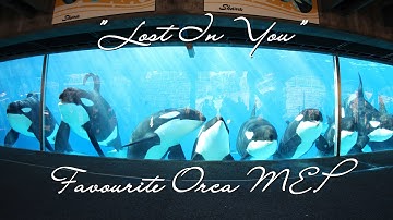 Lost In You || Favourite Orca MEP