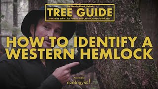 Western Hemlock - How to Identify Them!  || Nerdy About Nature Tree Guide