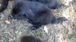 Newfy Puppies 9 Wks Old