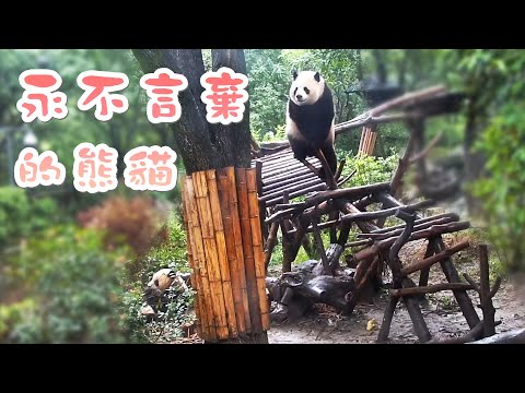 《熊貓早晚安》世上無難事，只要肯攀登 | iPanda熊貓頻道