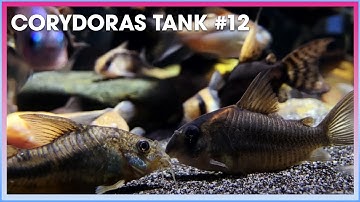 Tổng hợp các loại #Corydoras (Cá Chuột) #12