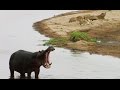 Lions VS hippopotame - ZAPPING SAUVAGE