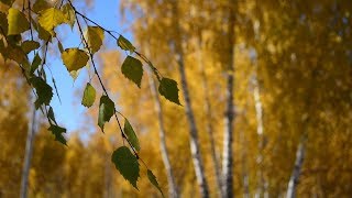 Золотая осень Западной Сибири и картошка запечённая в фольге на углях.