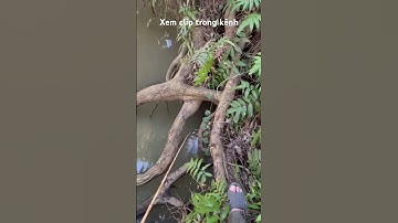 Bụi cây cá rô quá trời #câucárôđồng #thápmườiquêtôi #caucaro #câucárô #fishing