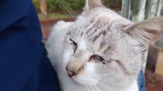 クリスマスイブは雨でした。トントン猫ちゃんいつも通り元気です。