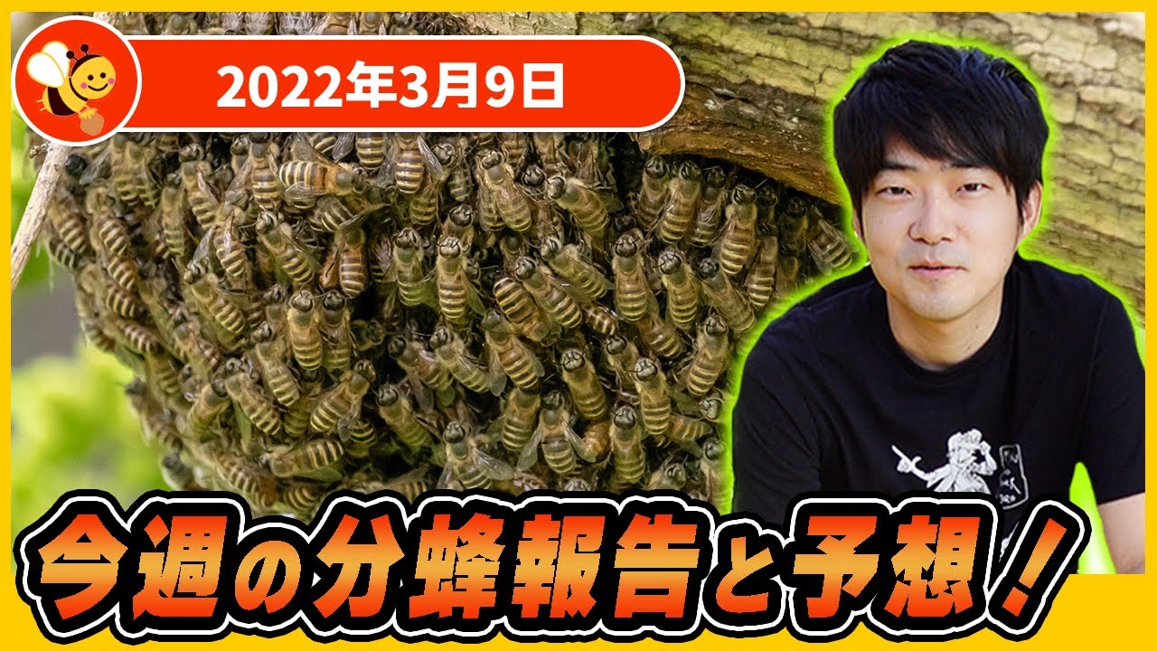 The swarming will soon be in full swing in Kyushu! [This week's