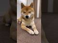 柴犬とん君は、実は、、、 #柴犬 #柴犬とん