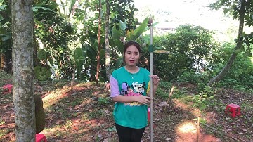 Kéo cắt cành , cắt quả trên cao 3m hàng Top Đài Loan tiện lợi giá rẻ lh 0983781388