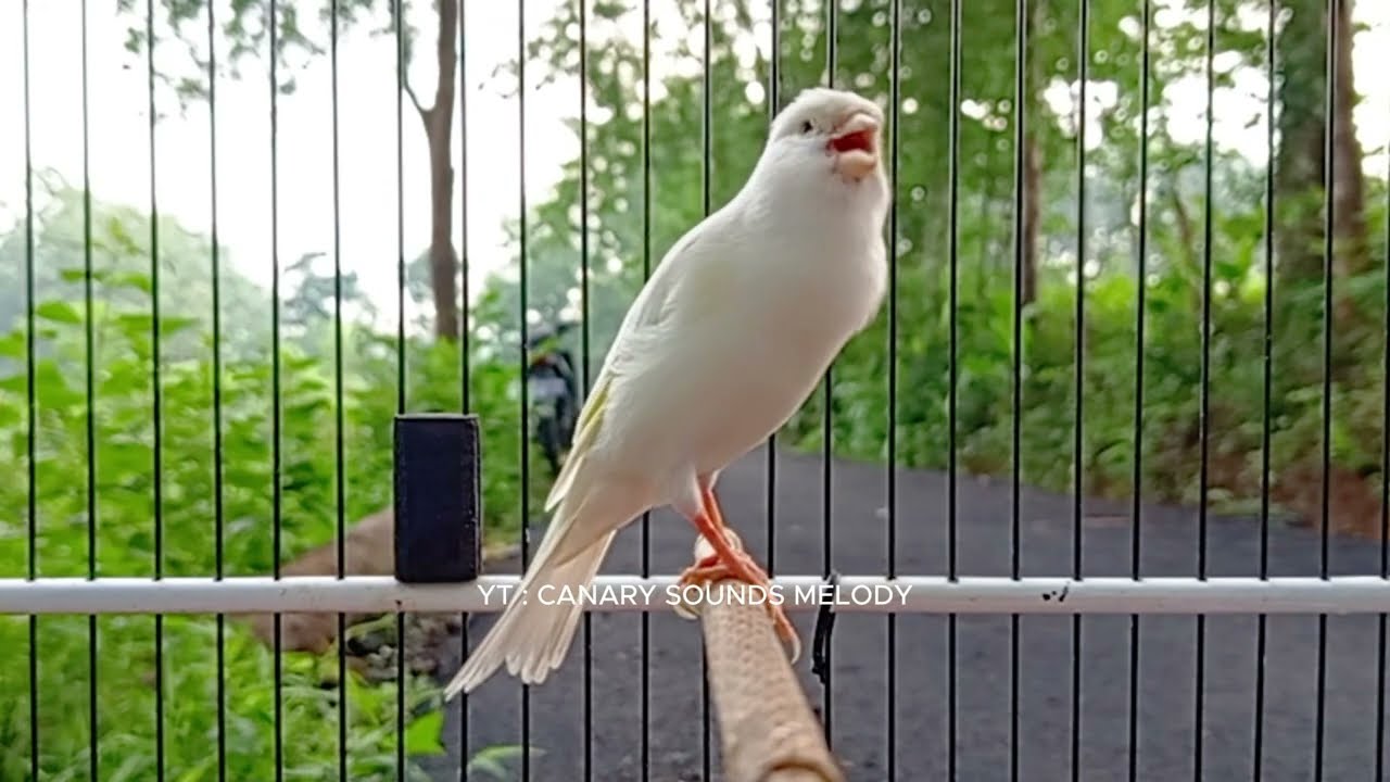 Canário com Canto Raro e Forte – Ótimo para Seu Mestre Canário HD - CANARY SOUND MELODY