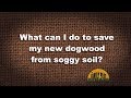 Q&amp;A – What can I do to save my new dogwood from soggy soil?