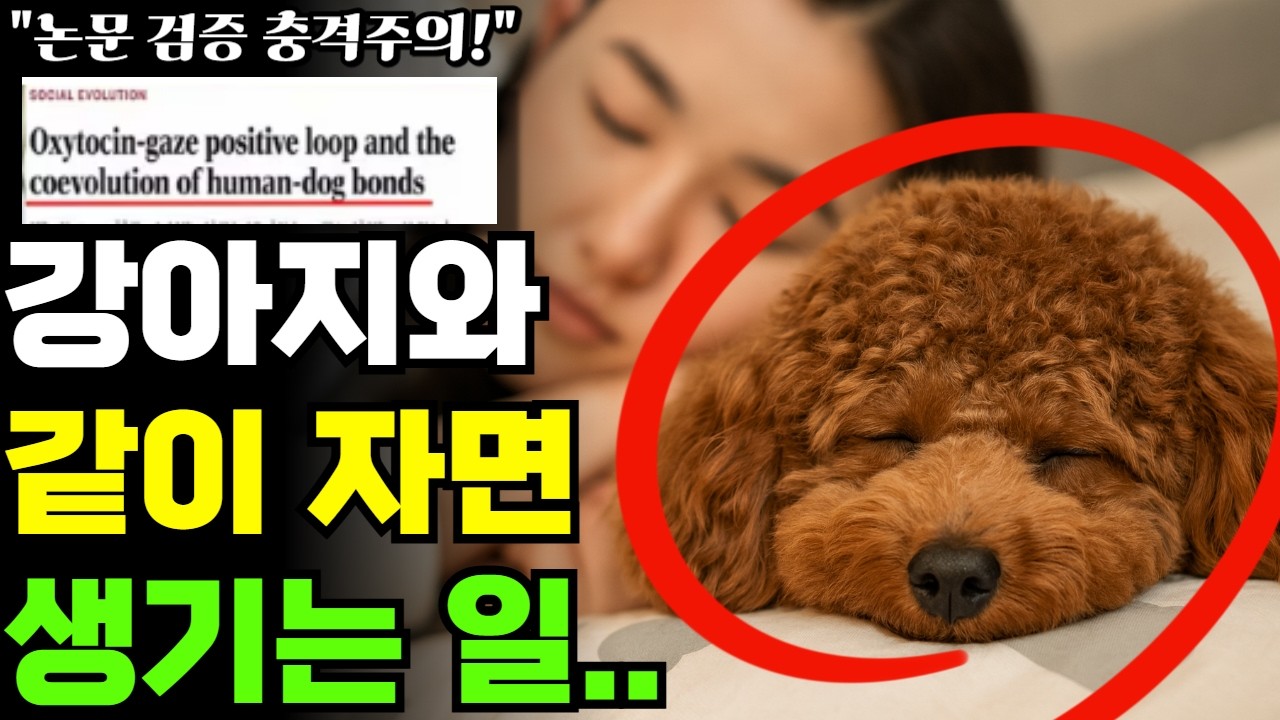 '이런'행동하는 강아지와 절대 같이 자면 안됩니다｜강아지와 함께 잘때 장점vs단점, 보호자가 꼭 알아야할 사실