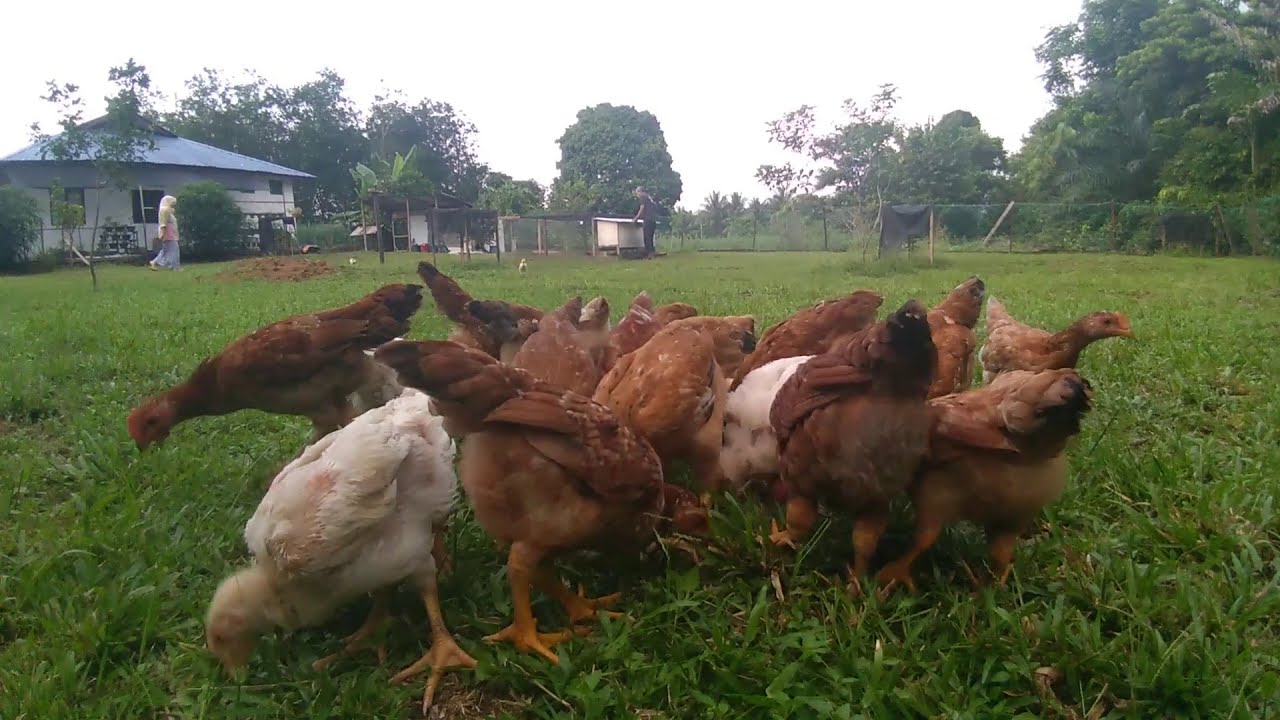Livestock on my father's farm #1🌄💯