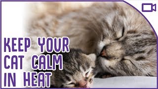 How to Calm a Cat in HEAT  Top Tips!