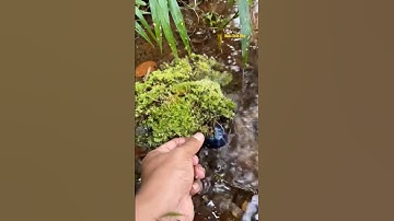 Cá Lớn - bắt Tôm ẩn nấp dưới rêu 😱 #khacthuyvlogg