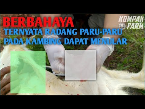 Video: Pengerasan Fibrotik Paru-paru (Pneumonia) Pada Anjing