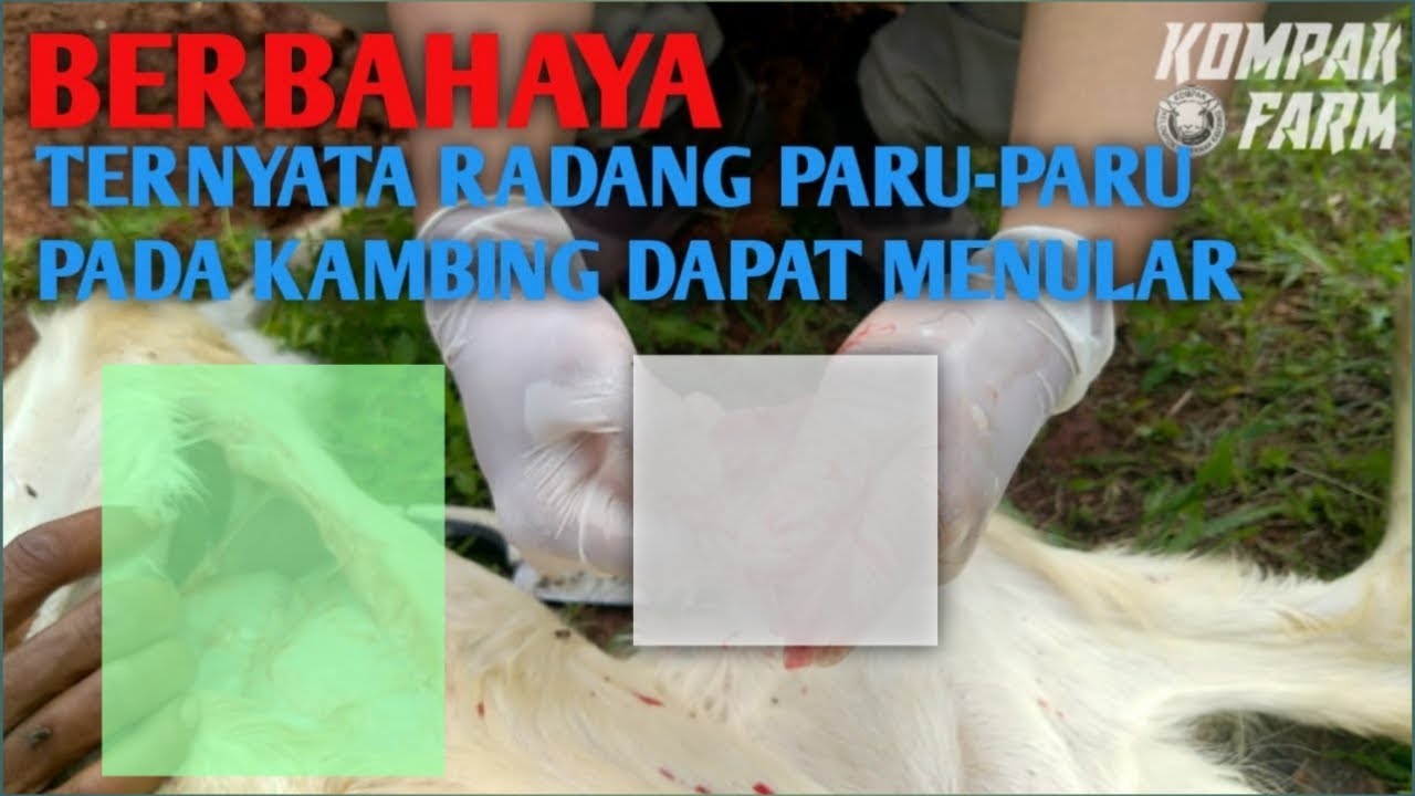 Stop Penyakit Radang Paru-Paru pada Ternak, Begini Caranya!
