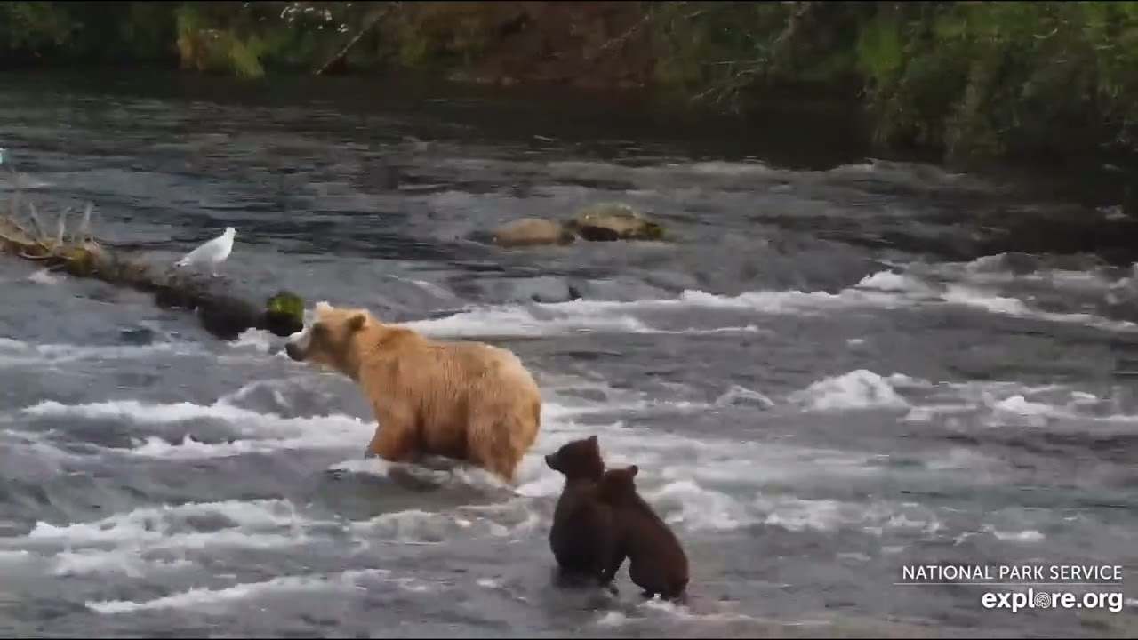 Grazer and coys on July 19, 2024. Explore.org. Brooks falls