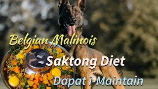 Belgian Malinois - Feeding Tips, Balance Diet, Bakit Mahalaga?