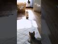 子ネコ2匹、生後1ヶ月ニャンプロ02Two kittens, 1 month old Nyanpro 02