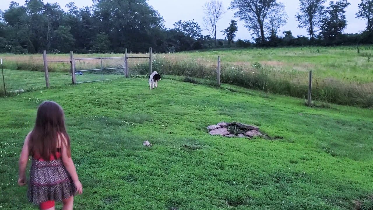 camera iphone 8 plus apk Scarlett's Stories With Her Huskies