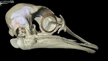 Ostrich brain and inner ear endocast based on microCT scanning