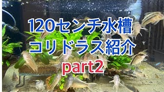 コリドラス Youtube