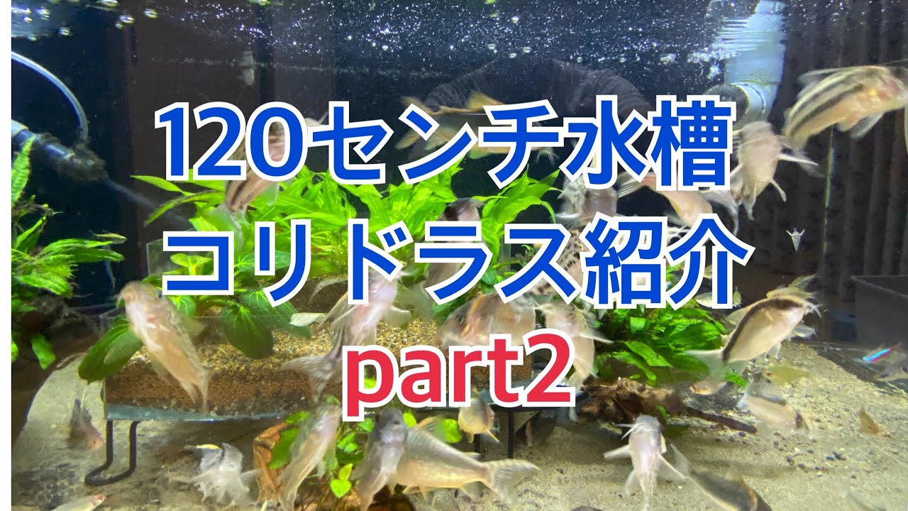 120水槽 コリドラス紹介Part2 - YouTube