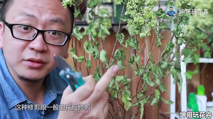 花草缺水乾枯了怎麼辦，有一個急救的方法 【坤哥玩花卉】 - 天天要聞