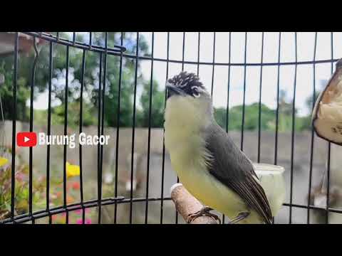 Burung Prenjak Daun Gacor / Opior Jambul Gacor / Cikrak Daun Gacor