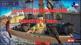 Live Bird Feeder Camera  Texas Backyard Birdwatcher  Grand Prairie, Texas