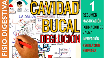 ¿Cómo influye la saliva en la caries?