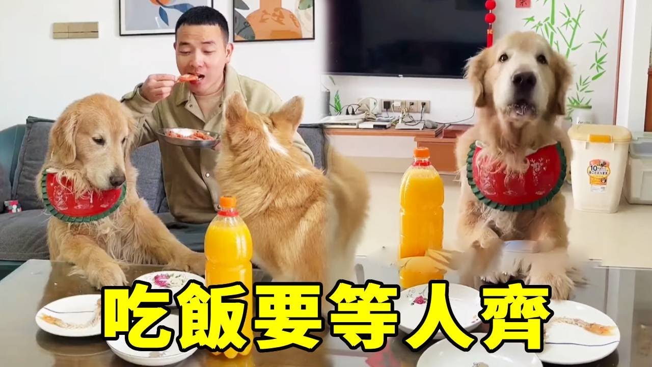 四毛不等媽媽回家就專心乾飯，下一秒被狠狠教育！吃飯等人齊是一種禮節、更是一種禮貌！【起错名的四毛】