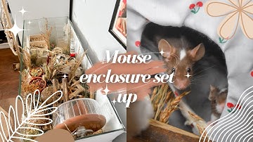 Set up my mouse enclosure with me