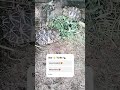 ⭐⭐⭐🐢🐢🐢⭐⭐⭐ Start Turtle #travel #srilankatravel #turtle #starturtle #shortvideo #visitsrilanka #short