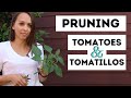 Pruning Tomatoes & Tomatillos PART 1 | Propagating | Easy & Simple